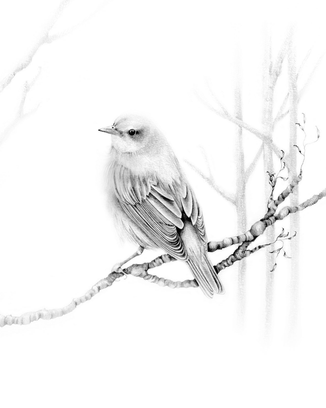 Bird Drawing Giclee Fine Art Print Pencil Drawing Finch Wall Etsy