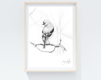 Finch Pencil Drawing Art Print: Minimalist Black & White Bird Wall Decor