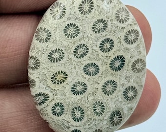 Puede incluir: Un cabujón de coral fósil de forma ovalada que presenta un fondo beige claro con un patrón repetitivo de estructuras florales en forma de estrella de color gris oscuro. La piedra tiene una superficie lisa y pulida con texturas orgánicas.