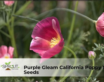 Purple Gleam California Poppy 100 Seeds | Vibrant Perennial Wildflower, Free Shipping