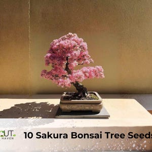 Flowering Sakura Cherry Blossom Bonsai Tree - Etsy