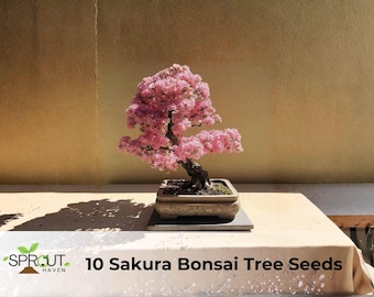 4 Peach Bonsai Tree Seeds: Prunus Persica, Easy to Grow - Etsy