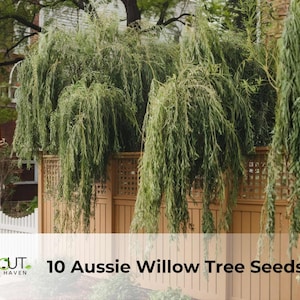 May include: An image of a lush green weeping willow tree with long, cascading branches. The tree is behind a wooden fence. The text "10 Aussie Willow Tree Seeds" is at the bottom of the image.