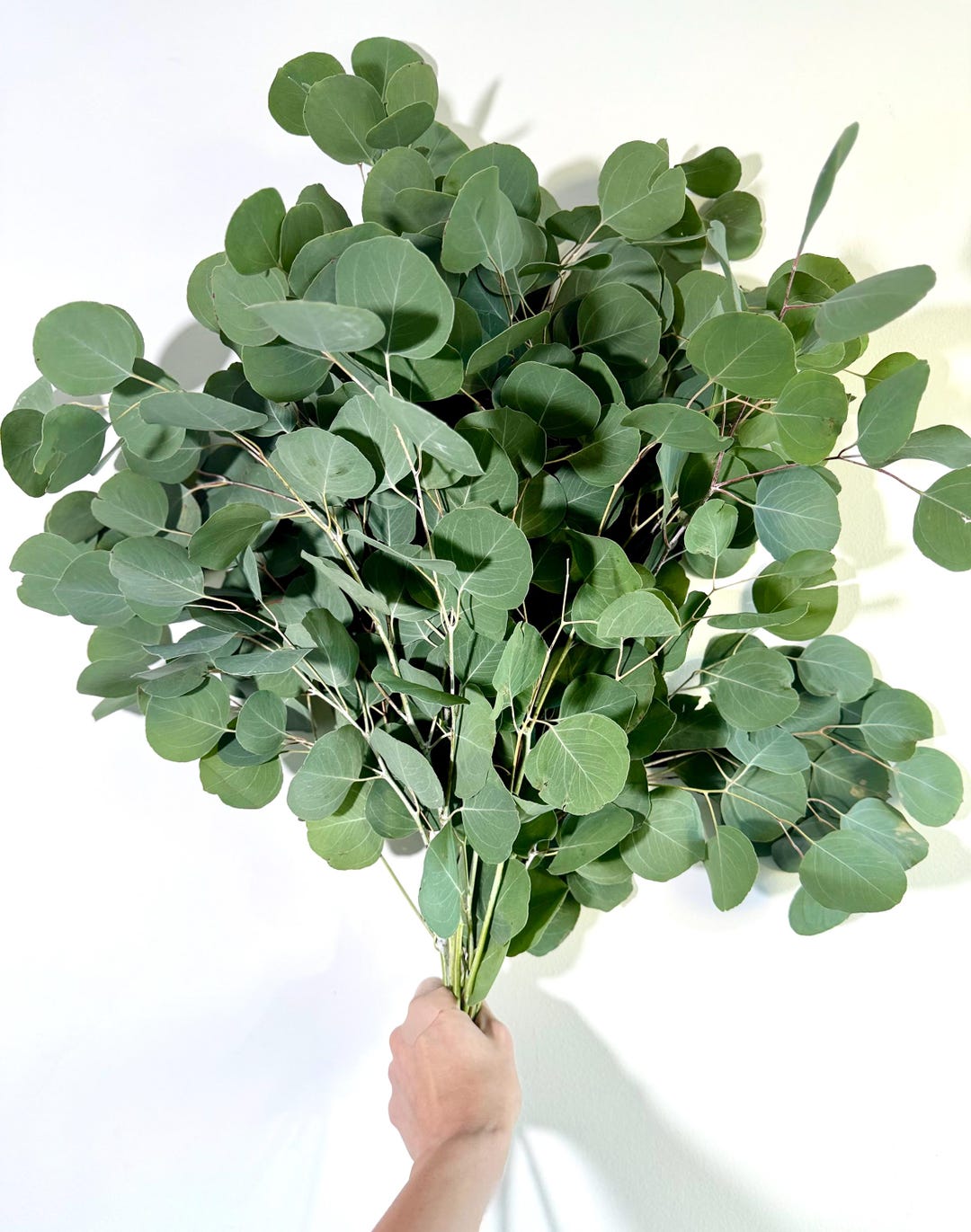 Fresh Eucalyptus Shower Bundle for Relaxation + Wellness - Etsy