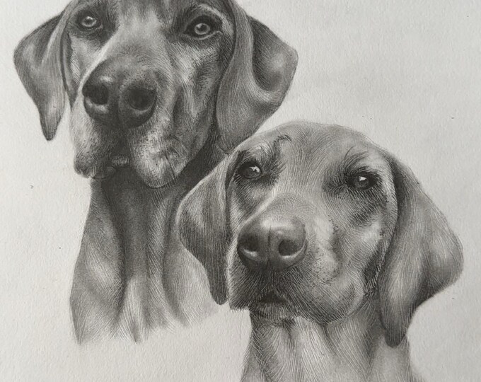 Custom Hand Drawn Pet Portrait Pencil Drawing - Etsy