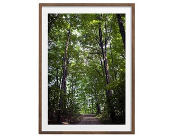 Woodland Art Print, Forest Photography, Nature Wall Decor