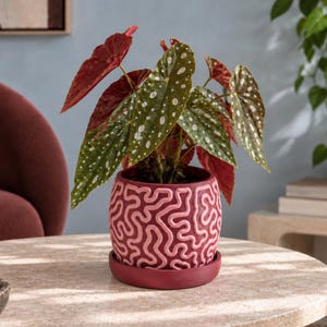 May include: A potted plant with green, white-spotted leaves and red undersides, housed in a cylindrical pink ceramic planter featuring a raised, continuous maze-like pattern. The planter sits on a matching circular pink saucer base.