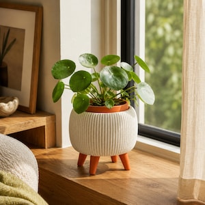 Könnte beinhalten: Eine Pilea peperomioides Pflanze mit runden, dunkelgrünen Blättern steht in einem weißen, vertikal gerippten, abgerundeten Übertopf. Der Übertopf hat drei kurze, orangefarbene, konische Beine und enthält einen terrakottafarbenen Innentopf.