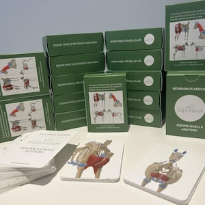 Könnte beinhalten: Eine Sammlung grüner Schachteln und Karteikarten mit der Aufschrift "Equine Muscle Revision Flashcards" und "Equine Muscle Anatomy". Die Karteikarten zeigen Diagramme der Pferdeanatomie. Die Website www.equi-study.co.uk ist auf den Schachteln zu sehen.