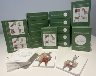 Equine Anatomy Revision Flashcards - Muscle Function Edition