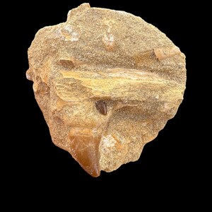 Puede incluir: Un diente fosilizado incrustado en una roca de color marrón claro. La roca tiene una superficie rugosa y texturizada con varios tonos de beige y marrón. El diente es de un color marrón más oscuro y se muestra de forma destacada.