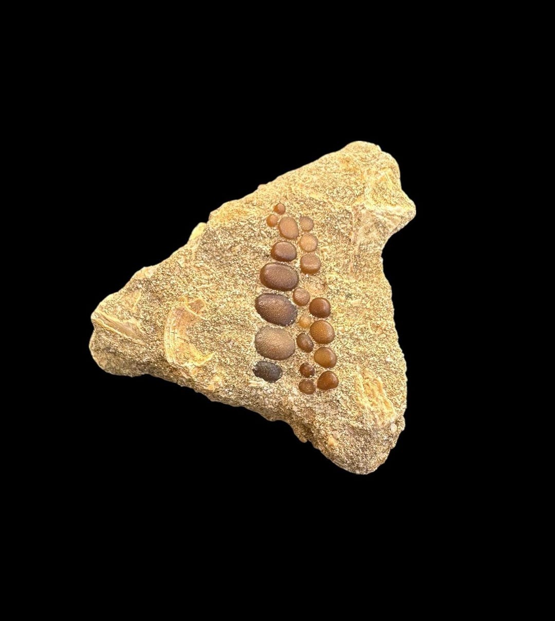Pycnodus Sp. Fossil Fish Mouthplate - Cretaceous Fish Fossil ...