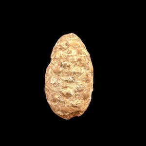 Op de afbeelding: Een lichtbruin, getextureerd, ovaalvormig object tegen een zwarte achtergrond. Het object heeft een ruw, ongelijkmatig oppervlak met verschillende tinten bruin en beige. De algemene vorm doet denken aan een dennenappel of een geode.