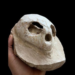 May include: A weathered, off-white skull sculpture with visible eye and nasal cavities. The skull is made of a rough, textured material and is set against a black background. The sculpture is held in a hand.