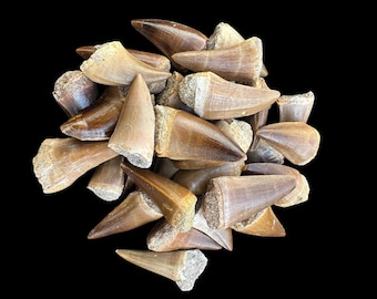 Rare set of 30 authentic Mosasaurus fossil teeth from Morocco