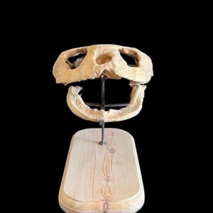 May include: A fossilized turtle skull, light beige in color, mounted on a metal stand and a wooden base. The skull has visible eye sockets and a large jaw. The wooden base is rectangular with rounded edges, and the background is black.
