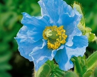Blue Poppy Seeds: Himalayan Meconopsis - Rare Perennial Plant