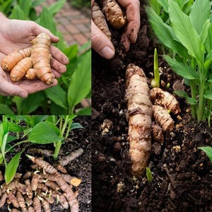 May include: Close-up shots of turmeric roots, showcasing their earthy tones and irregular shapes. The images highlight the fresh turmeric, some held in hands, others in the soil with green leaves. The focus is on the raw, unprocessed turmeric.