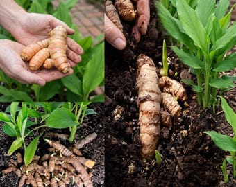 Fresh Turmeric Root Plants - Curcuma longa | Live Rhizomes for Gardening