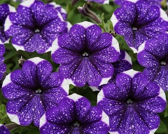 Purple Starry Petunia Seeds – Blue, Yellow & White Blooms – Spring/Summer Flower Mix