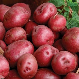 May include: A basket overflowing with fresh, red potatoes. The potatoes vary in size and shape, with a smooth, reddish skin. Green leaves and stems are visible, suggesting a recent harvest. The potatoes are a vibrant red color.