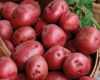Healthy Red Pontiac Seed Potatoes - 113g USDA Certified for Planting
