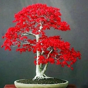 May include: A vibrant red Japanese maple bonsai tree. The tree features bright red leaves, a white trunk, and branches. It is planted in a shallow, oval-shaped ceramic pot filled with dark soil. The background is a solid gray.