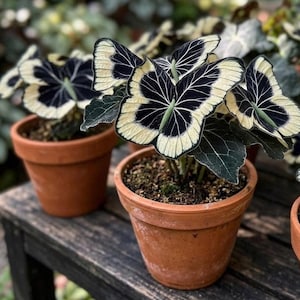 Puede incluir: Primer plano de plantas en macetas con hojas llamativas en forma de mariposa. Las hojas presentan un patr&oacute;n &uacute;nico de negro, crema y verde. Las plantas est&aacute;n en macetas de terracota, sobre una superficie de madera, mostrando una est&eacute;tica natural.