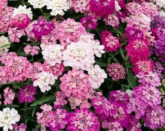 Candytuft Mixed Color Seeds | Fresh Heirloom Flower Seeds | Colorful Spring Garden Blooms