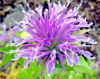 Op de afbeelding: Close-up van een levendige paarse bloem met delicate, langwerpige bloemblaadjes en witgepunte meeldraden. De bloem wordt omringd door groene bladeren, wat een natuurlijke en kleurrijke compositie creëert. De details van de bloem worden benadrukt.