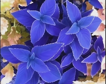 Blue Rare Coleus Seeds