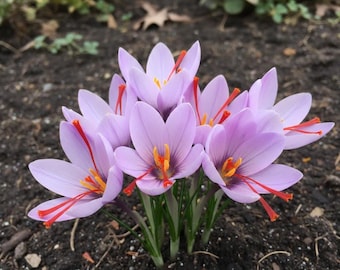 Saffron Crocus Seeds: Fall Blooming Purple Flowers - Edible Spice Plant