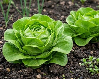 Buttercrunch Lettuce Seeds for Planting, Heirloom Butterhead Lettuce