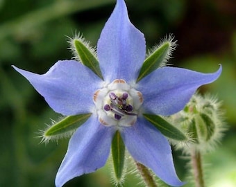 Blue Borage Seeds – Edible Herb Flower, Pollinator-Friendly Garden Plant