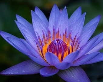 Blue Water Lily Seeds for Planting, Nymphaea Caerulea, Aquatic Pond Flower