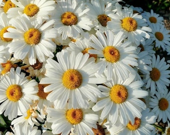 Shasta Daisy Seeds - Heirloom & Non-GMO | Flower Seeds