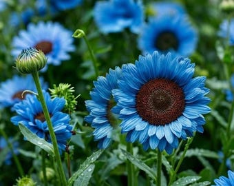 Midnight Oil Blue Sunflower Seeds for Planting, Rare Dark Sunflowers