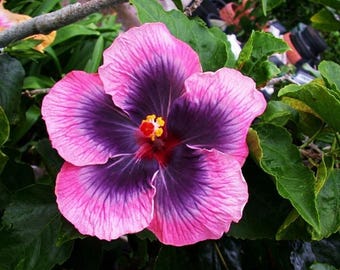 Madagascar Hibiscus Moscheutos Starter Seeds – Rose of Sharon Variety