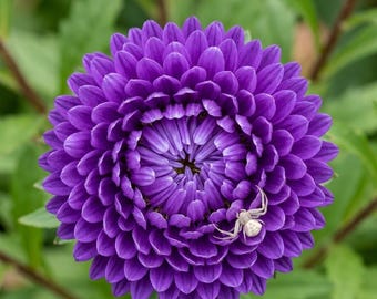 Jewelaster Purple Aster Seeds for Planting, Semi Dwarf Aster Flowers