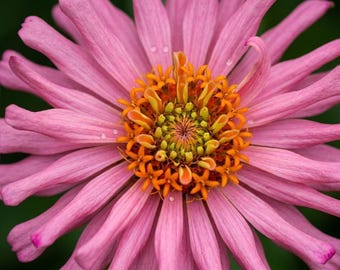 Rose Giant Cactus Zinnia Seeds for Planting, Large Bloom Zinnia Flowers