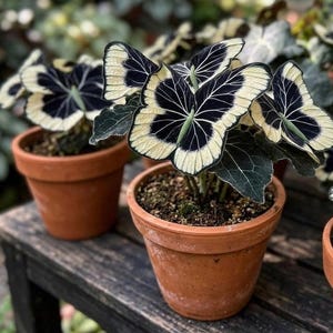 Moonlight Monstera - Etsy