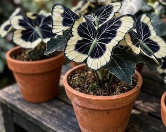 Moonlight Butterfly Begonia Flower Seeds – Rare Ornamental Plant