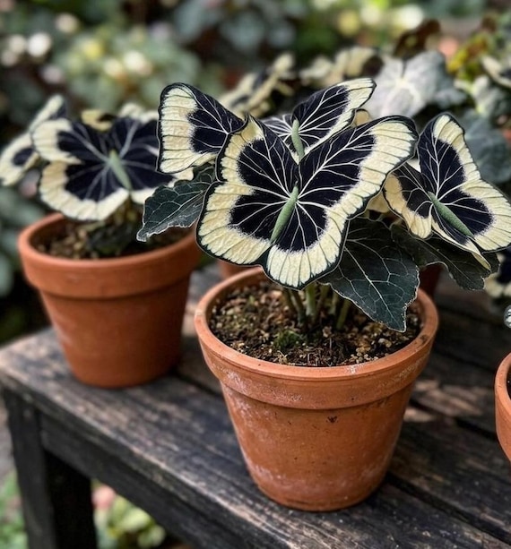 Moonlight Butterfly Begonia Flower Seeds – Rare Ornamental Plant
