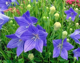 Balloon Flower Seeds | Fresh Heirloom Flower | Unique Star Blooms | Easy
