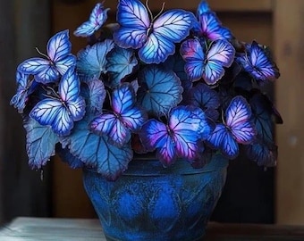 50 Blue Butterfly Coleus Seeds – Heirloom Ornamental Foliage Plant – Rare Garden Beauty - Christmas Gift