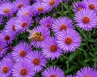 Purple Gem Marigold Seeds for Planting, Rare Marigold Flowers