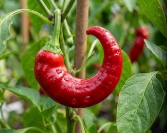 Paprika Pepper Seeds for Planting-Heirloom Vegetable Garden, Easy to Grow