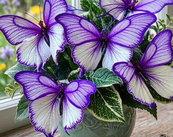 Blue White Butterfly Coleus Seeds – Heirloom Foliage Plant