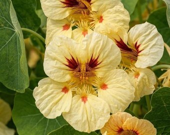 Nasturtium Peach Melba Seeds for Planting, Heirloom Edible Flowers