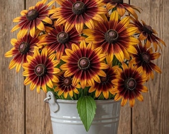 Gloriosa Daisy Seeds for Planting, Rudbeckia Hirta